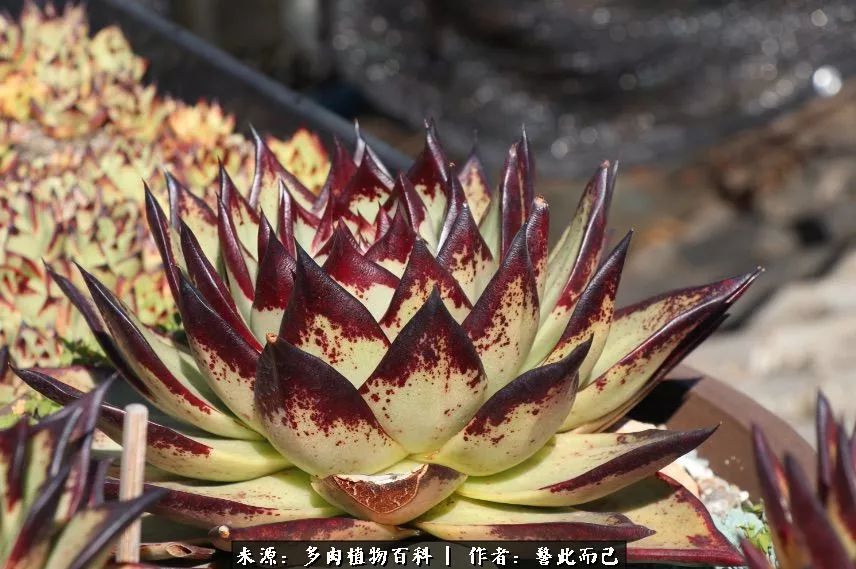 小警察的乌木：红与黑的霸气之美！