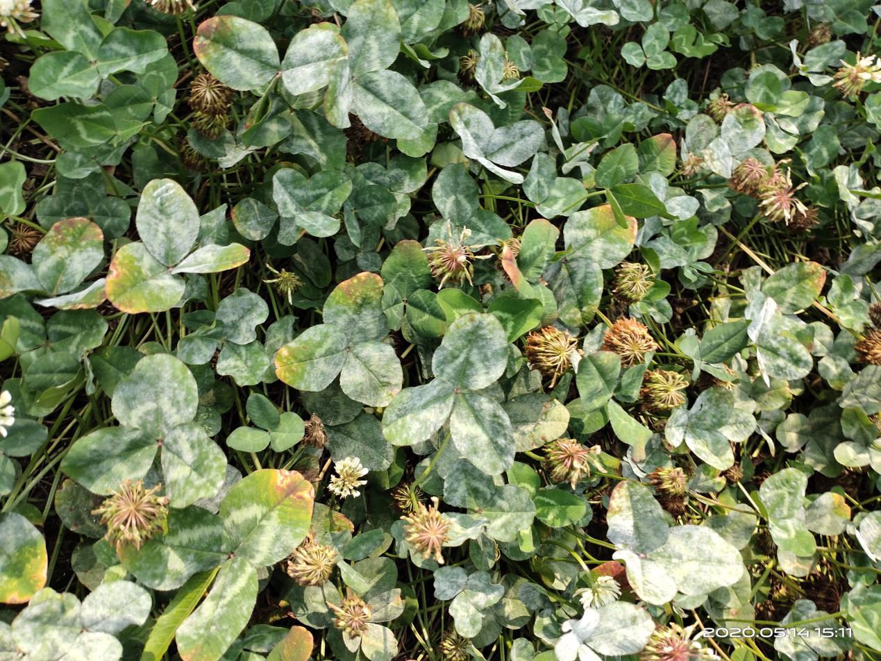 草坪灰霉枯萎病应该用什么药,草坪黑粉病用什么药最好