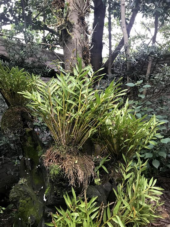 石斛生态园图片大全,重庆大足石斛基地