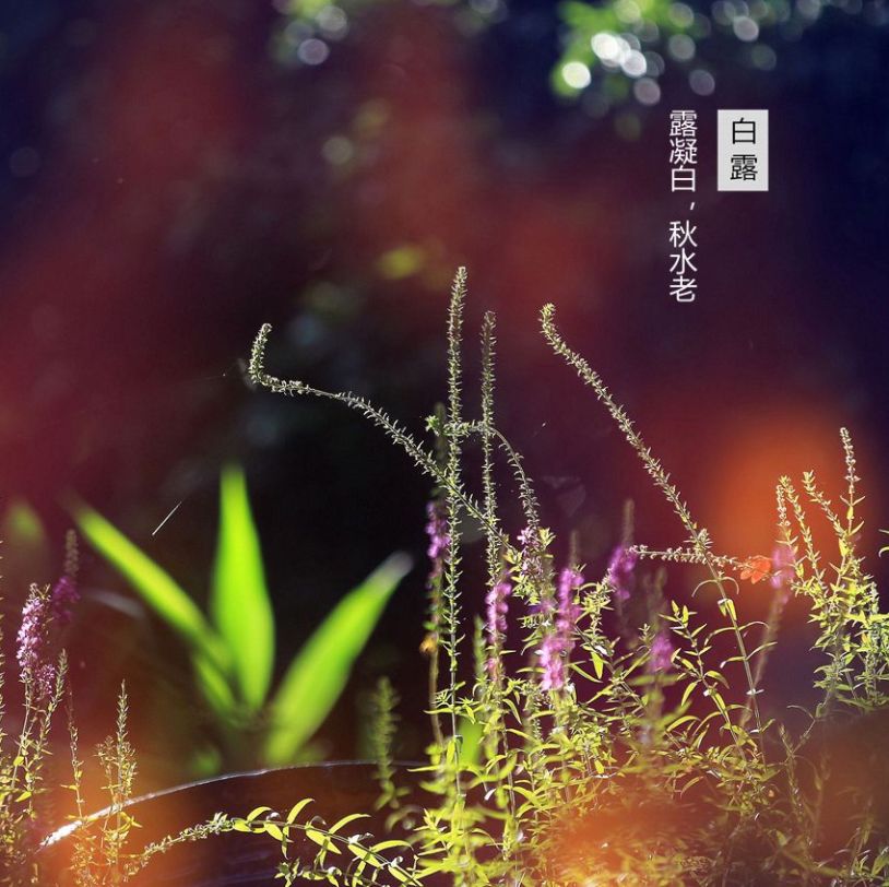 「诗词鉴赏」清风至，白露生，那些优美的白露诗词