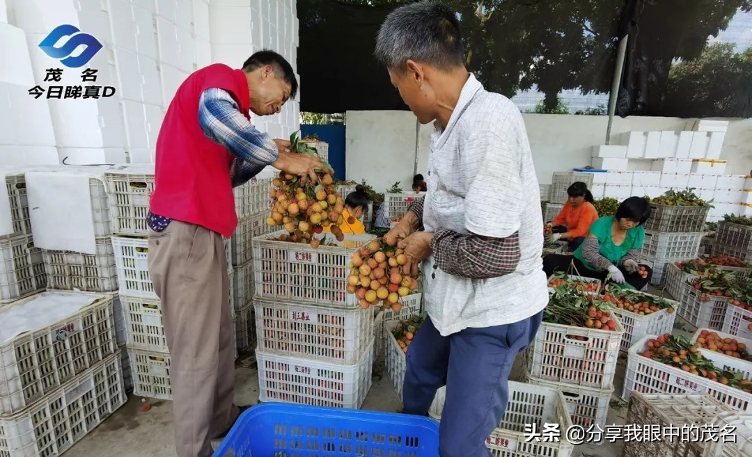 茂名荔枝大会,茂名市520荔枝产业大会