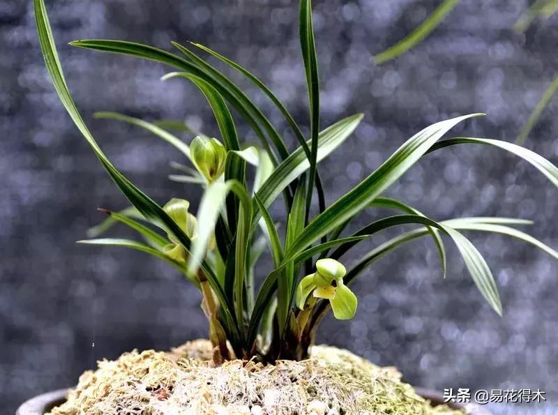 春兰荷瓣几大名品,春兰环球荷鼎和大富贵的区别
