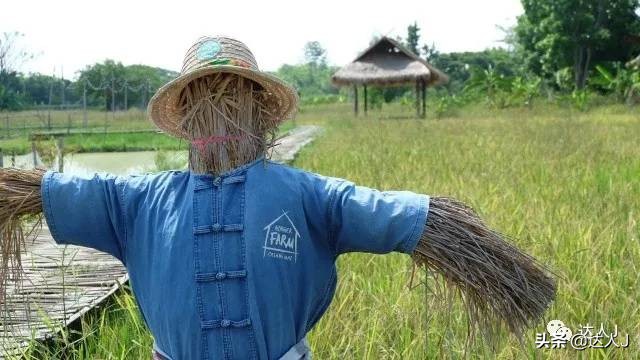 清迈攻略介绍,清迈攻略最全