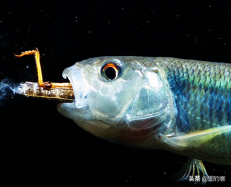 “口眼耳鼻鳃”|鱼类索饵捕食不止靠五官，还掌握生物脉冲技术