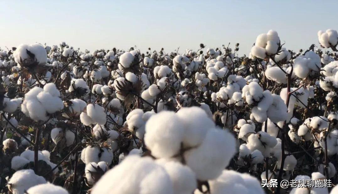 阿迪耐克该何去何从,耐克阿迪该何去何从