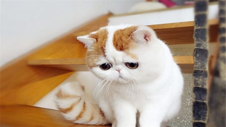 养猫怎么解决猫咪大小便,猫咪怎么养才能学会上厕所