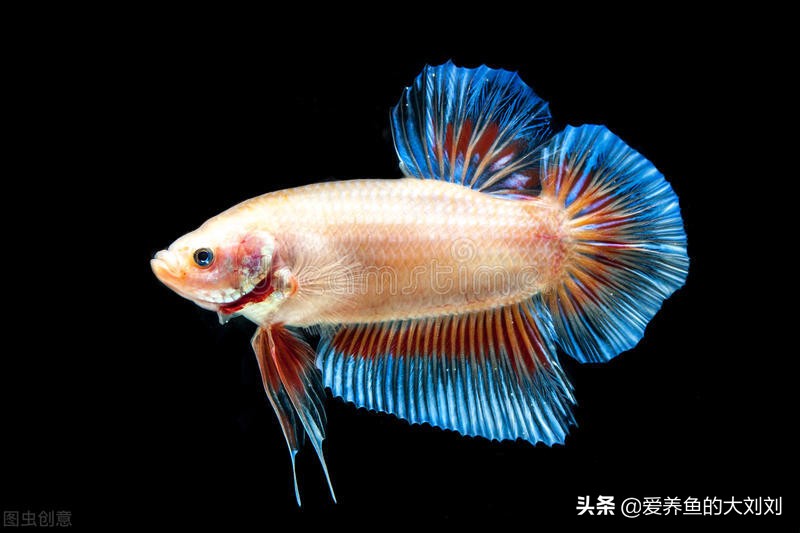 鱼缸水变绿的原因和预防解决方案,院子里鱼缸水变绿了怎样变清澈