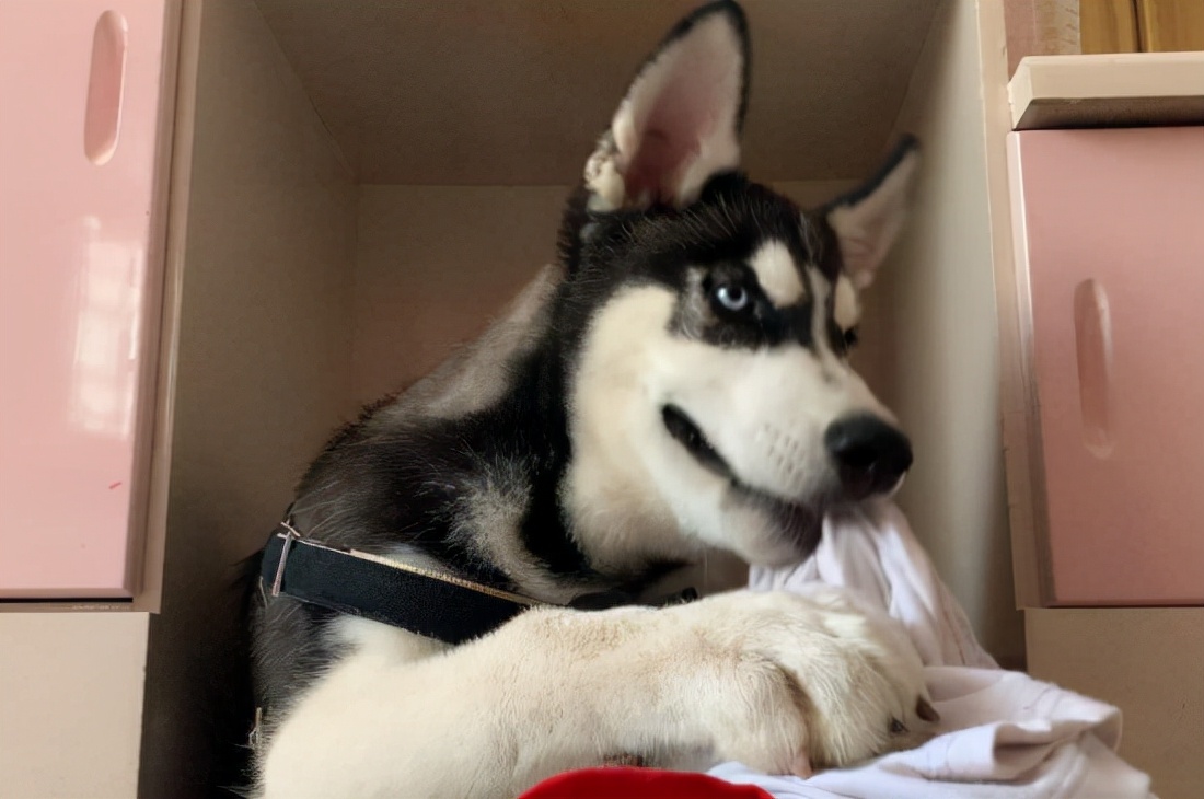 想养哈士奇但怕它拆家,哈士奇被父母遛的不拆家了