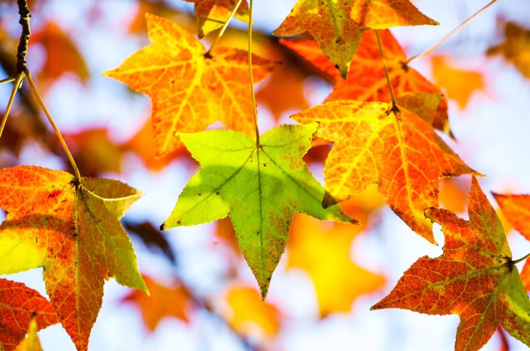 秋天的树叶为什么变黄或者脱落,秋天的叶子为什么变黄落下来