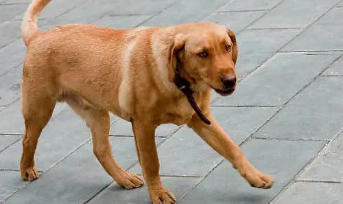 生病狗狗死之前的征兆,狗狗生病快不行的征兆