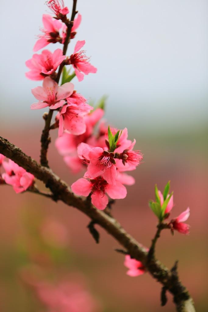 野草诗社全集视频,野草诗社简介