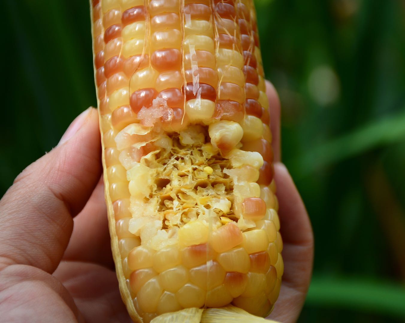 西双版纳香糯小玉米非转基因,云南西双版纳香糯小玉米