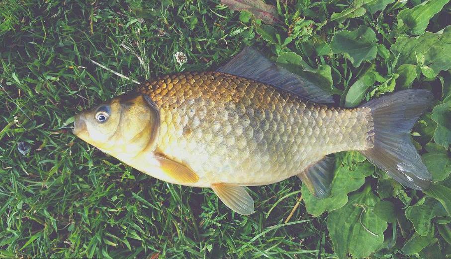 鱼塘养草鱼怎么预防病,草鱼池塘养殖水质管理