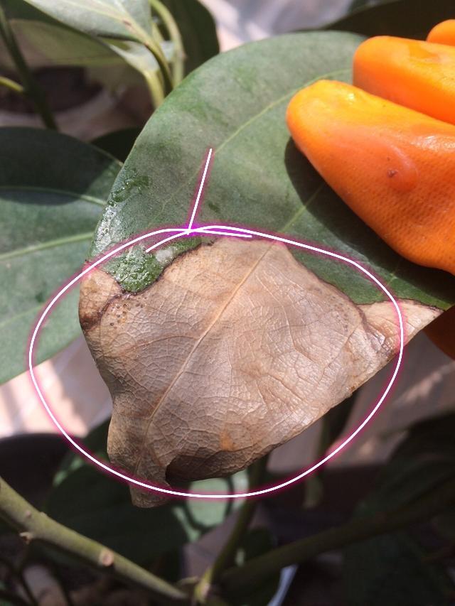 平安树的枝干变黑了怎么办,平安树正常叶子是什么样的