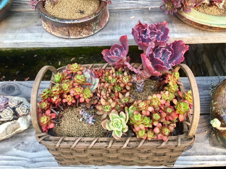 多肉容易养成老桩都有哪些品种,多肉老桩欣赏最新