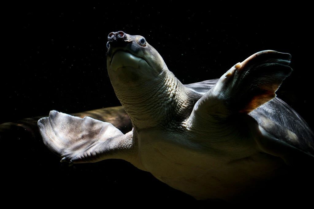 淡水河一霸！什么才算猪鼻龟的完美生活？