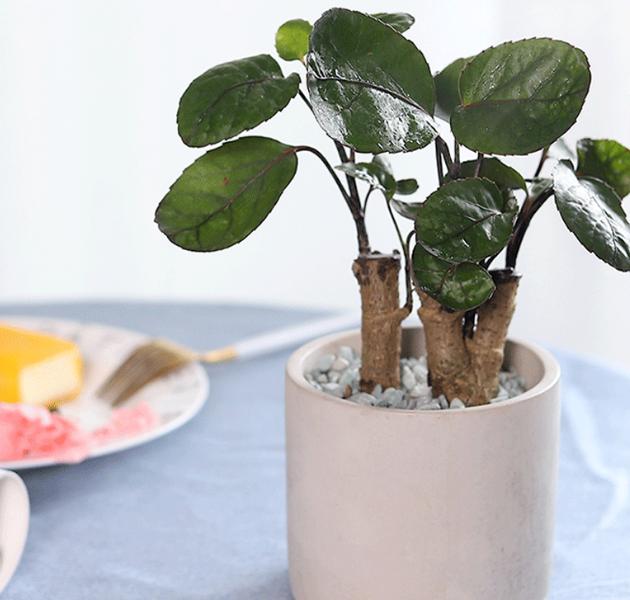 金钱兜寓意代表什么,金钱兜吉利吗