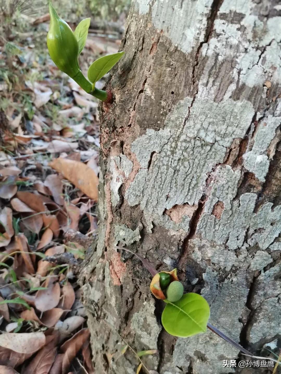 菠萝蜜种子发芽生长过程,热带水果菠萝蜜视频