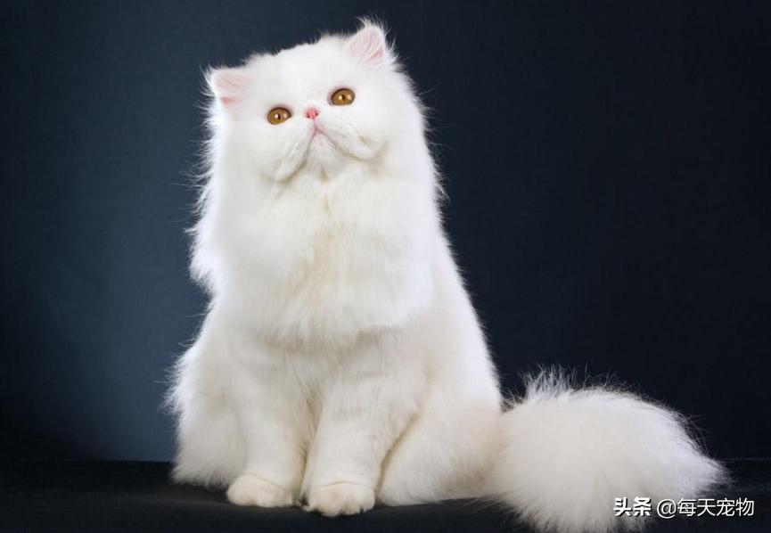 萌猫白猫,白猫的性格特点描写