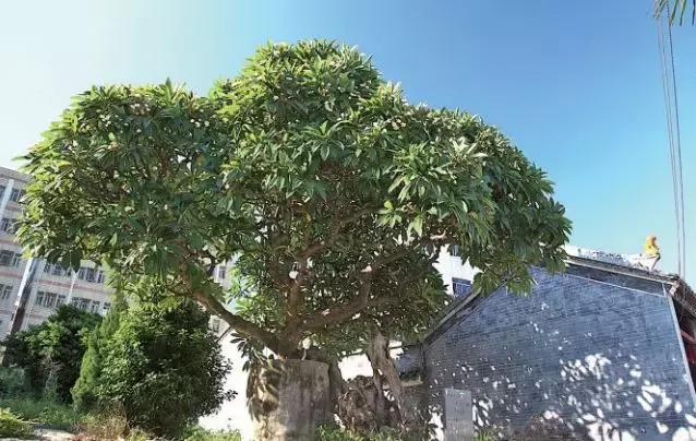 深圳龙岗最真实的故事,深圳龙岗故事