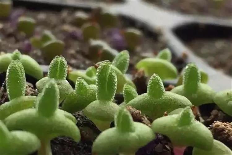 养多肉的土发霉是怎么回事,品氏泥炭土发霉了还能用吗