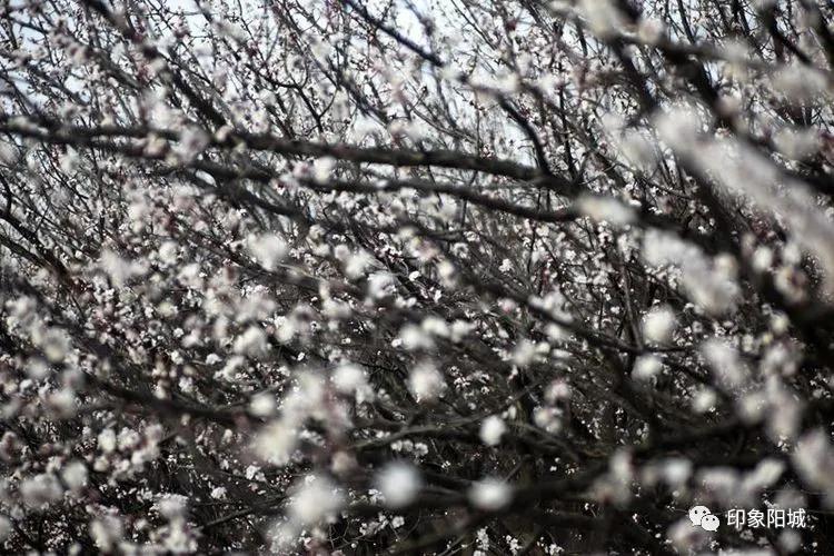 晋城哪里可以春游,晋城附近春游景点