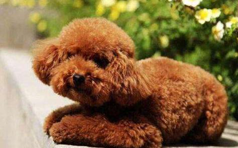 泰迪犬贵不贵好不好养,泰迪越小越值钱吗