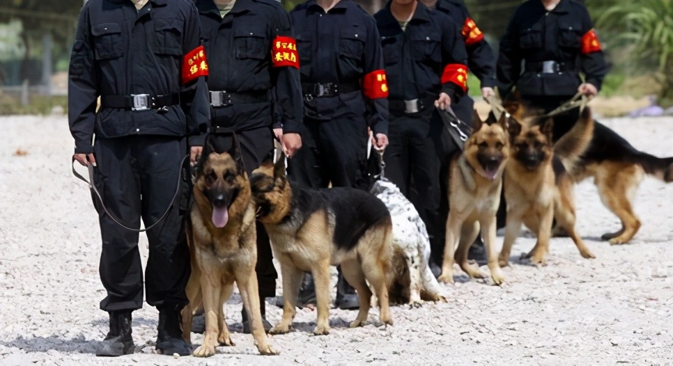 为什么德国牧羊犬这么受大家欢迎,德国牧羊犬实力到底有多强