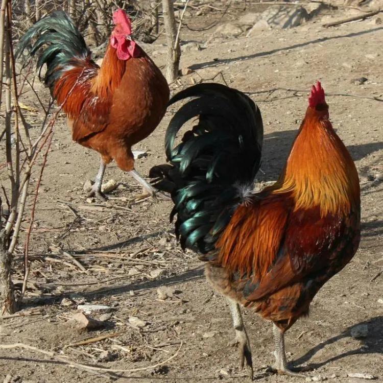 泻药公鸡澡堂半年假,公鸡，泻药，澡堂子，半年假