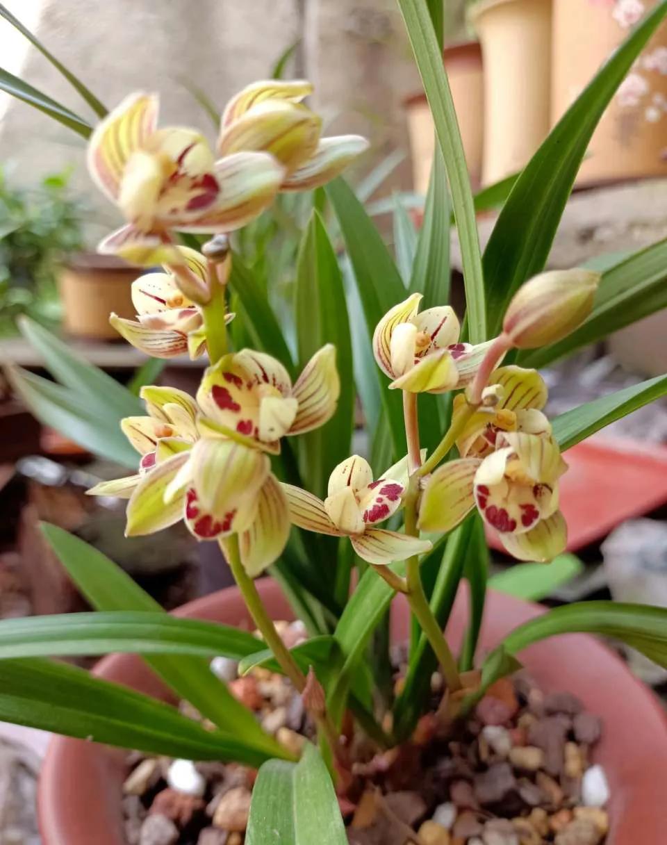 兰花上盆后怎样判断它服盆成活了,秋季兰花上盆方法