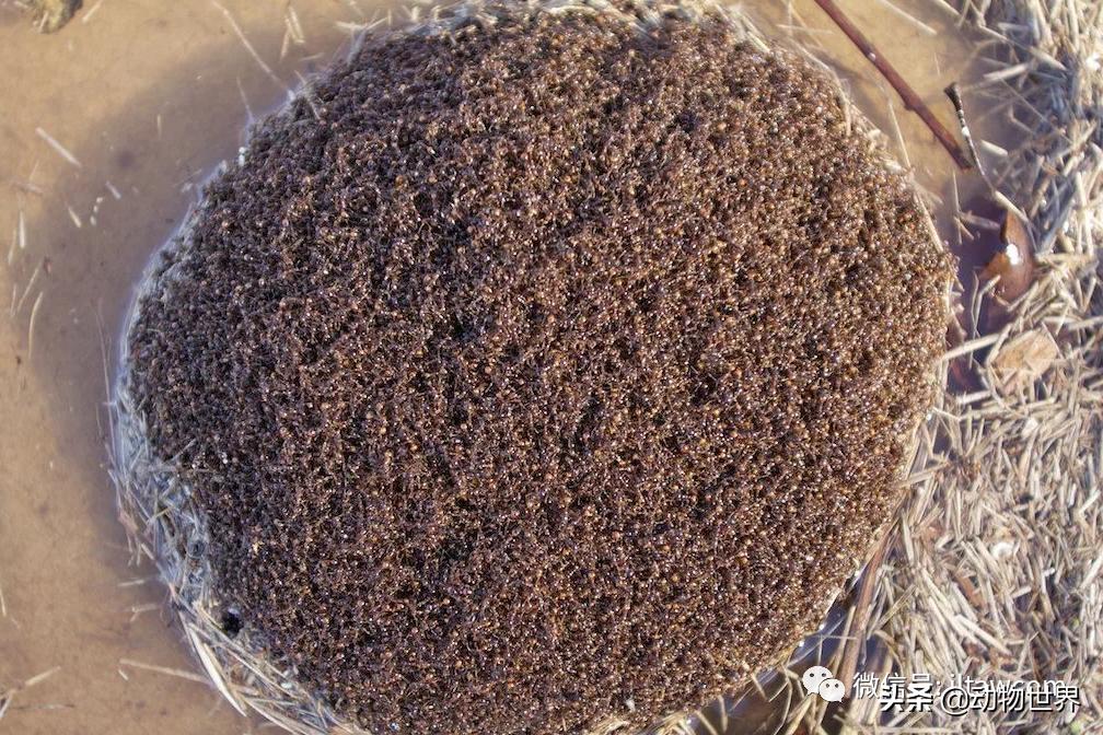 消灭入侵红火蚁,红火蚁入侵完整版