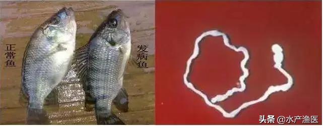养殖鱼常见体外寄生虫,23种鱼类寄生虫图片库