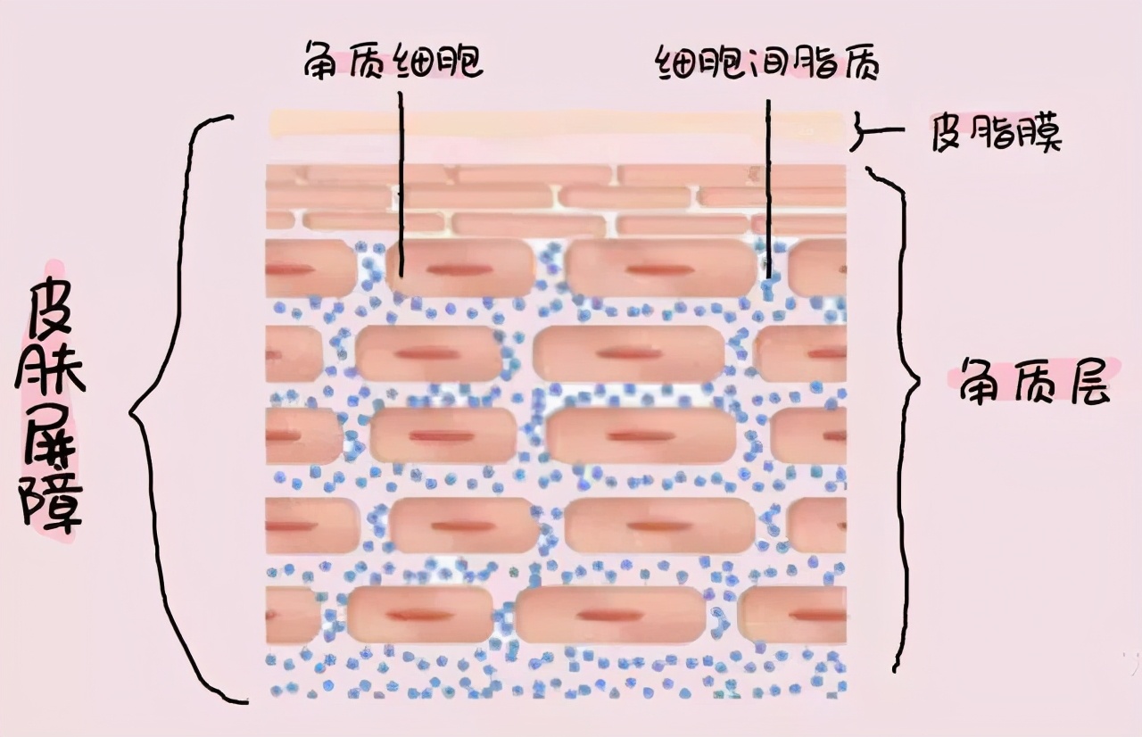 药学博士护肤品推荐,药学博士保湿化妆品