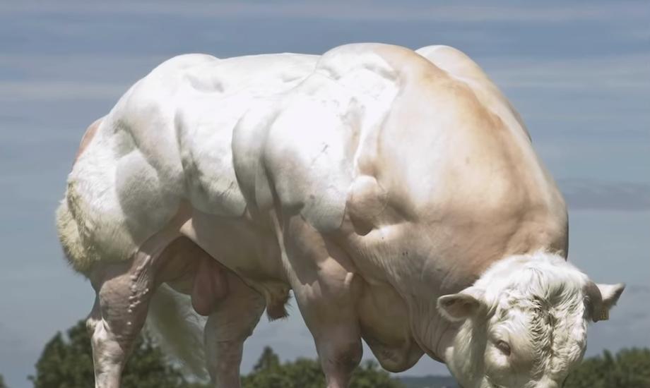 给牛身上开洞,牛身上的洞是怎样开的