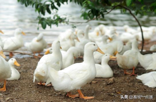 如何预防维生素b2缺乏,鸭维生素b1缺乏症