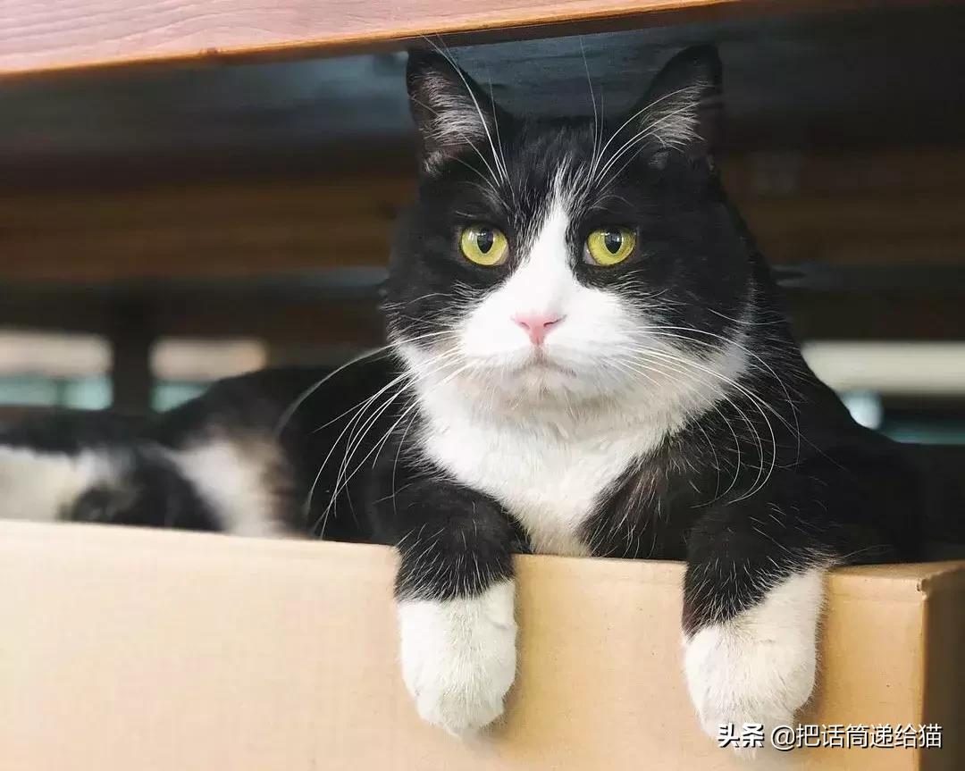 猫故事全集,猫故事小说