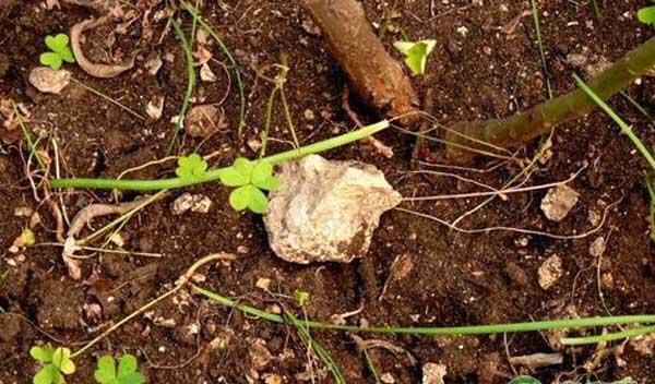 土壤贫瘠施什么肥,土壤有机质低怎么办