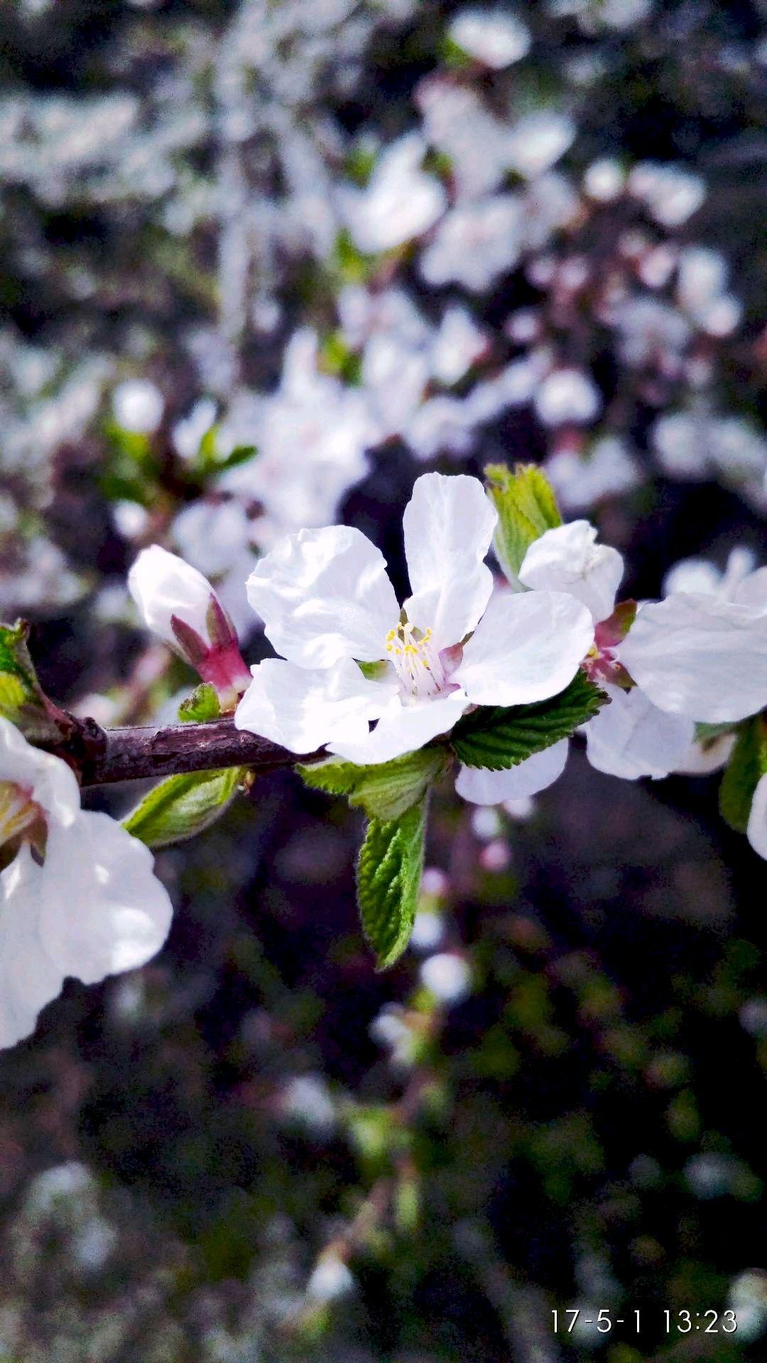 华为p10plus拆解视频,华为p10pro陶瓷白