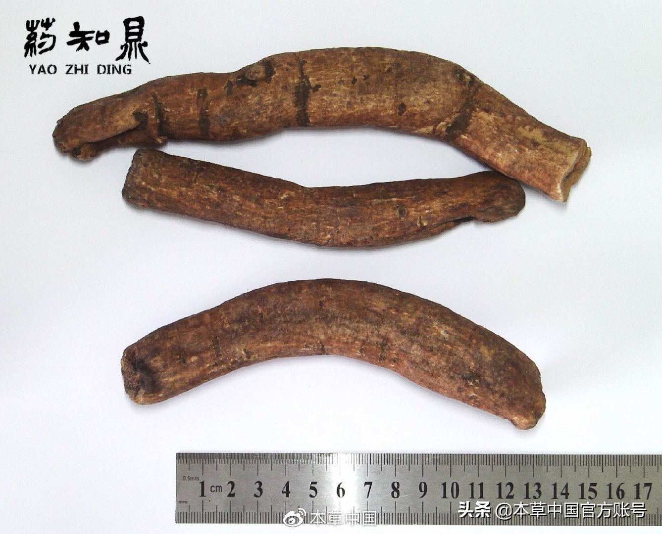 【本草百科·药知鼎——白芍】朵腴花硕,不止于美丽的外表