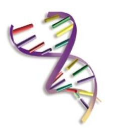 猫咪颜色遗传规律动画,猫咪颜色遗传规律