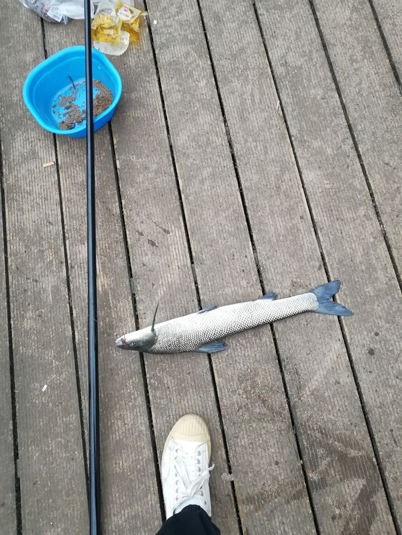 外来物种鱼入侵溪里,外来入侵物种导致鱼死亡