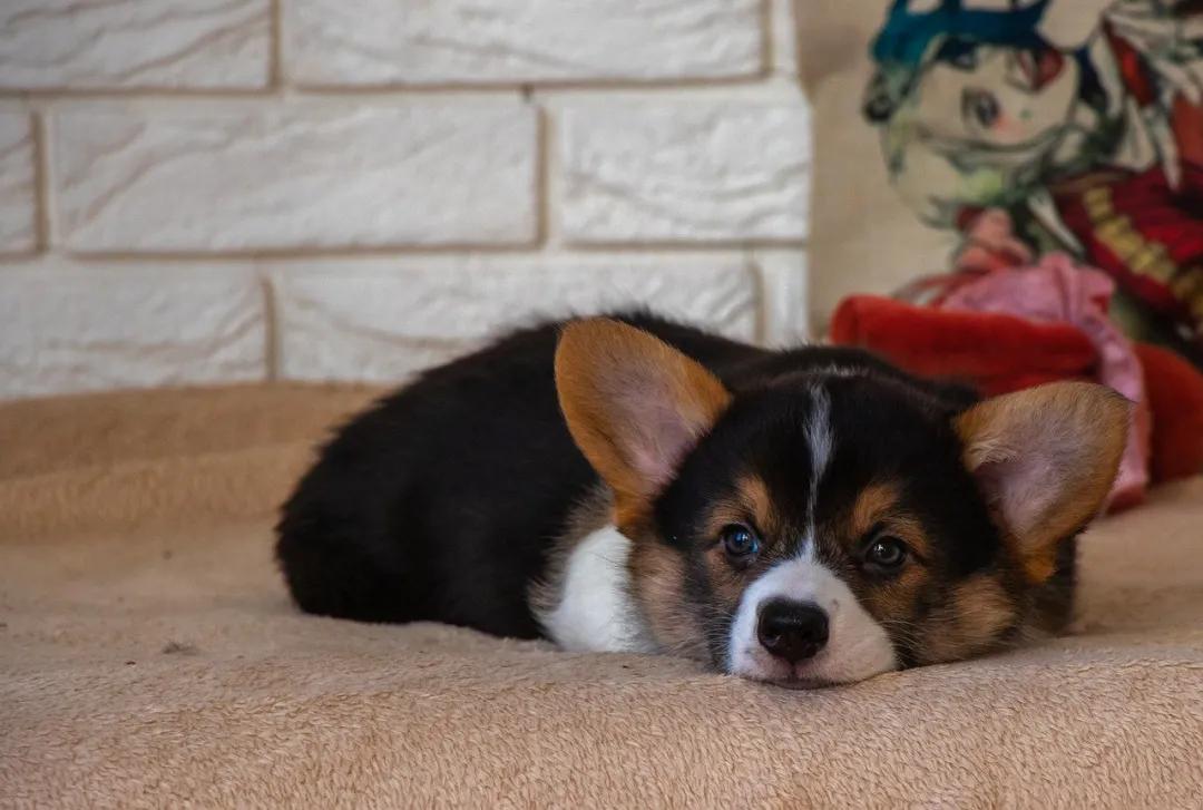 汪星人名字叫什么,汪星人的名字