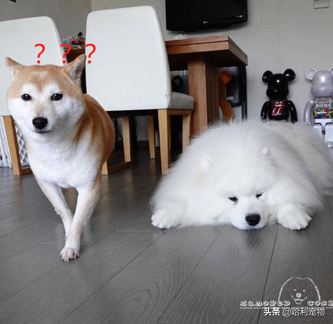 柯基和萨摩哪个可爱,萨摩耶和柯基哪个体型大