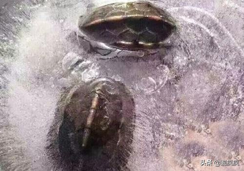 浅水龟冬眠淹死,龟浅水冬眠会水肿怎么治疗