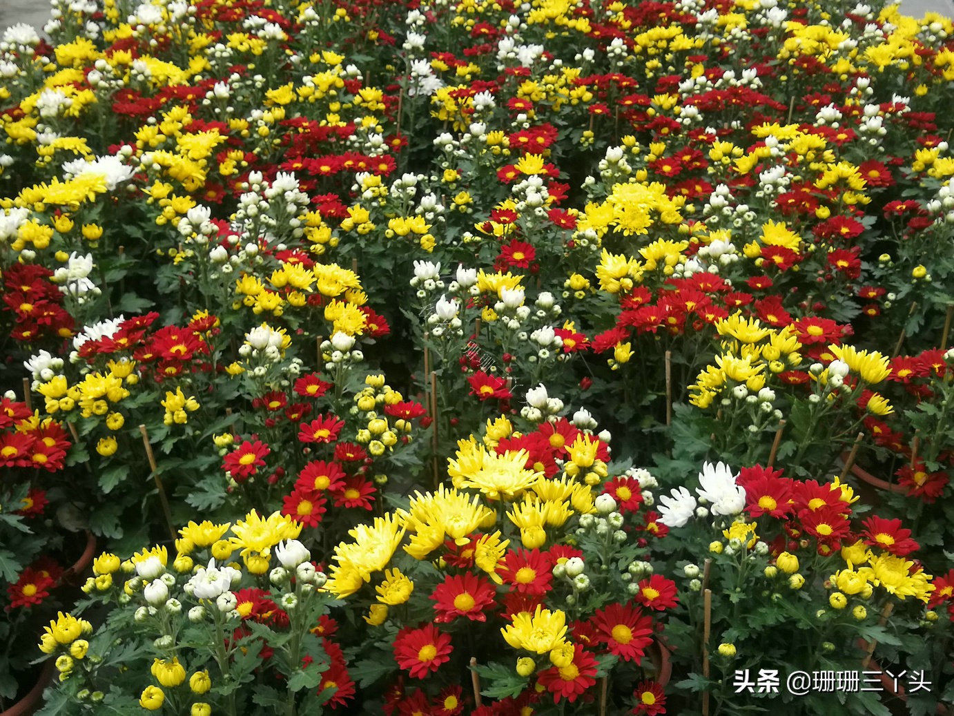 花市探秘,探访广州古村落