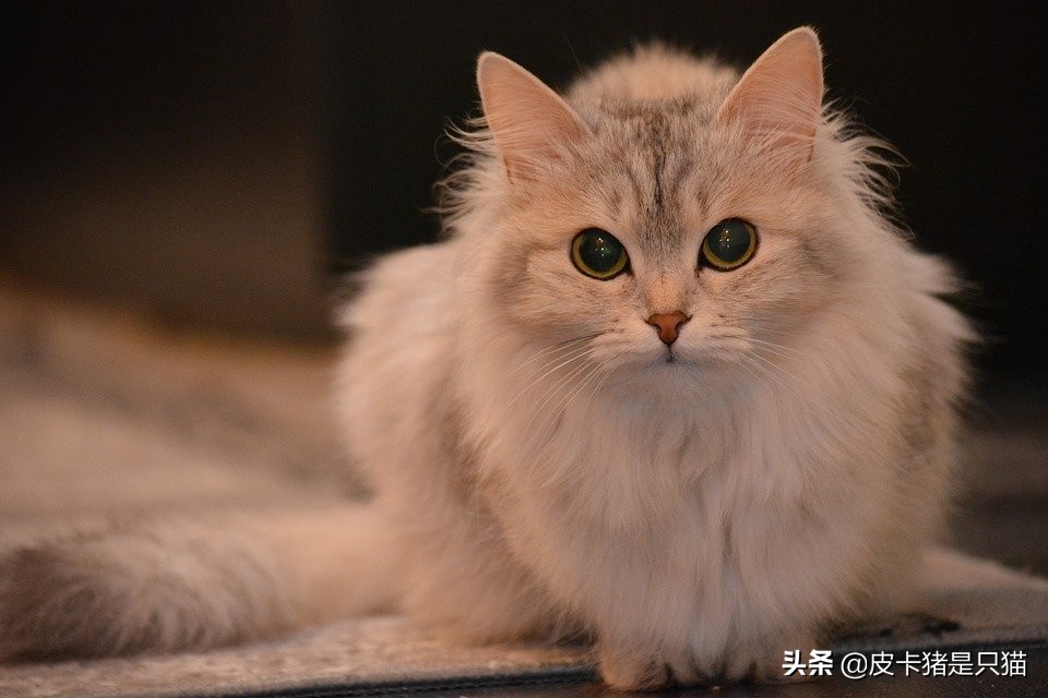 猫咪做完骨折手术应该注意什么,猫咪骨折的地方