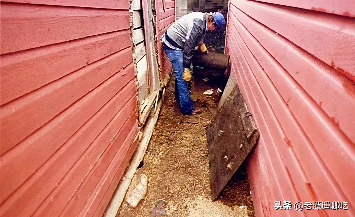 加拿大哪个城市老鼠最多,加拿大没有老鼠的地方