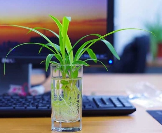 水培金边吊兰怎么养,水培吊兰的养殖方法和技巧