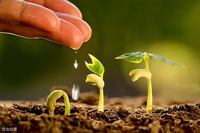 砂仁种植技术和方法,怎样使砂仁高产