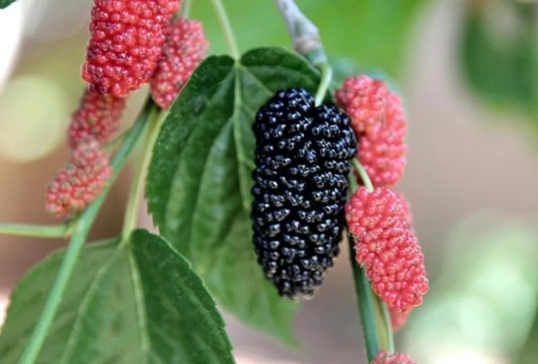 “小满”来了，它的英文表达，难道是smallfull？